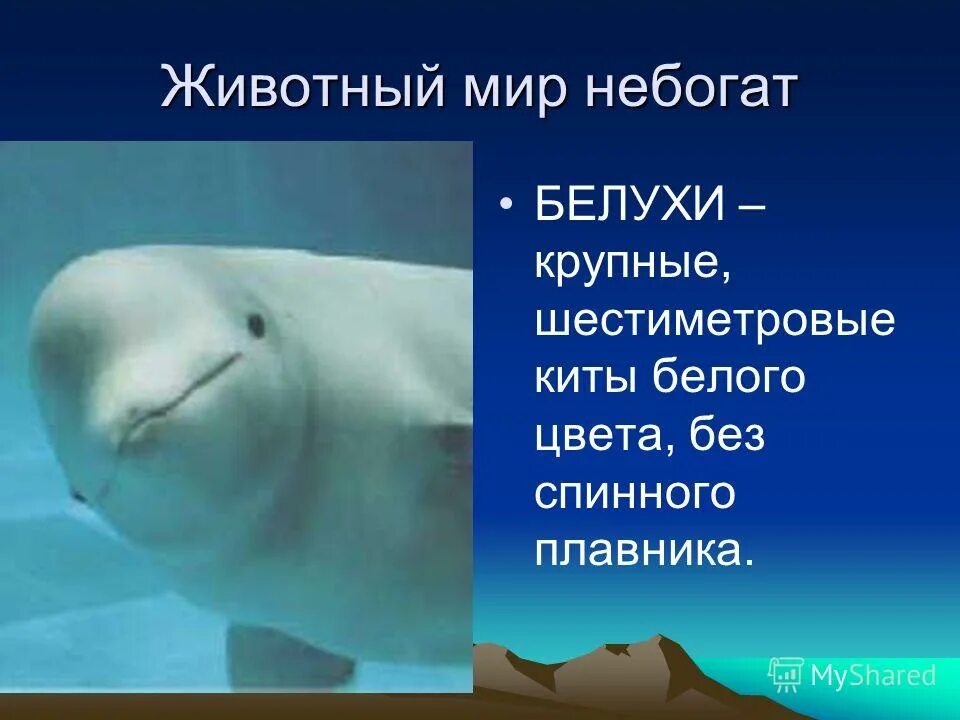 К какой группе океана относится белуха. Белуха презентация. Белуха доклад. Презентация на тему Белуха. Животные Арктики Белуха.