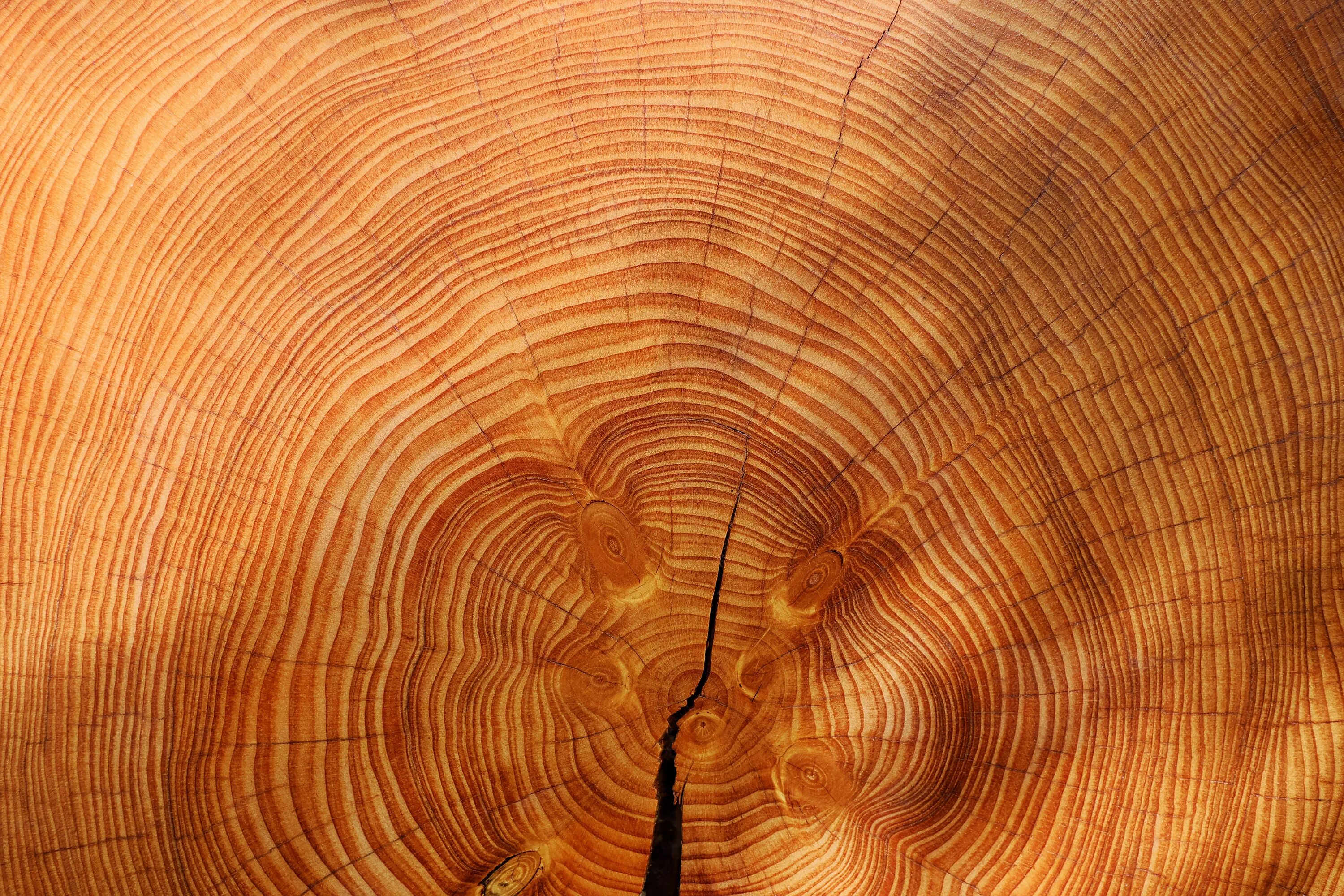 Картинки под дерево. Годичные кольца древесины Секвойя. Граб текстура древесины. Секвойя древесина текстура. Срез дерева.