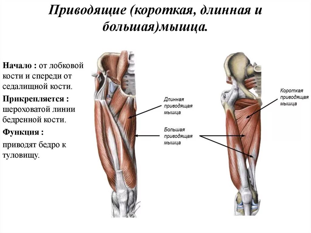 Функции приводящих мышц. Прикрепление мышц бедра. Мышцы бедра передняя группа функции. Приводящие мышцы бедра и их функции. Малая приводящая мышца бедра функции.