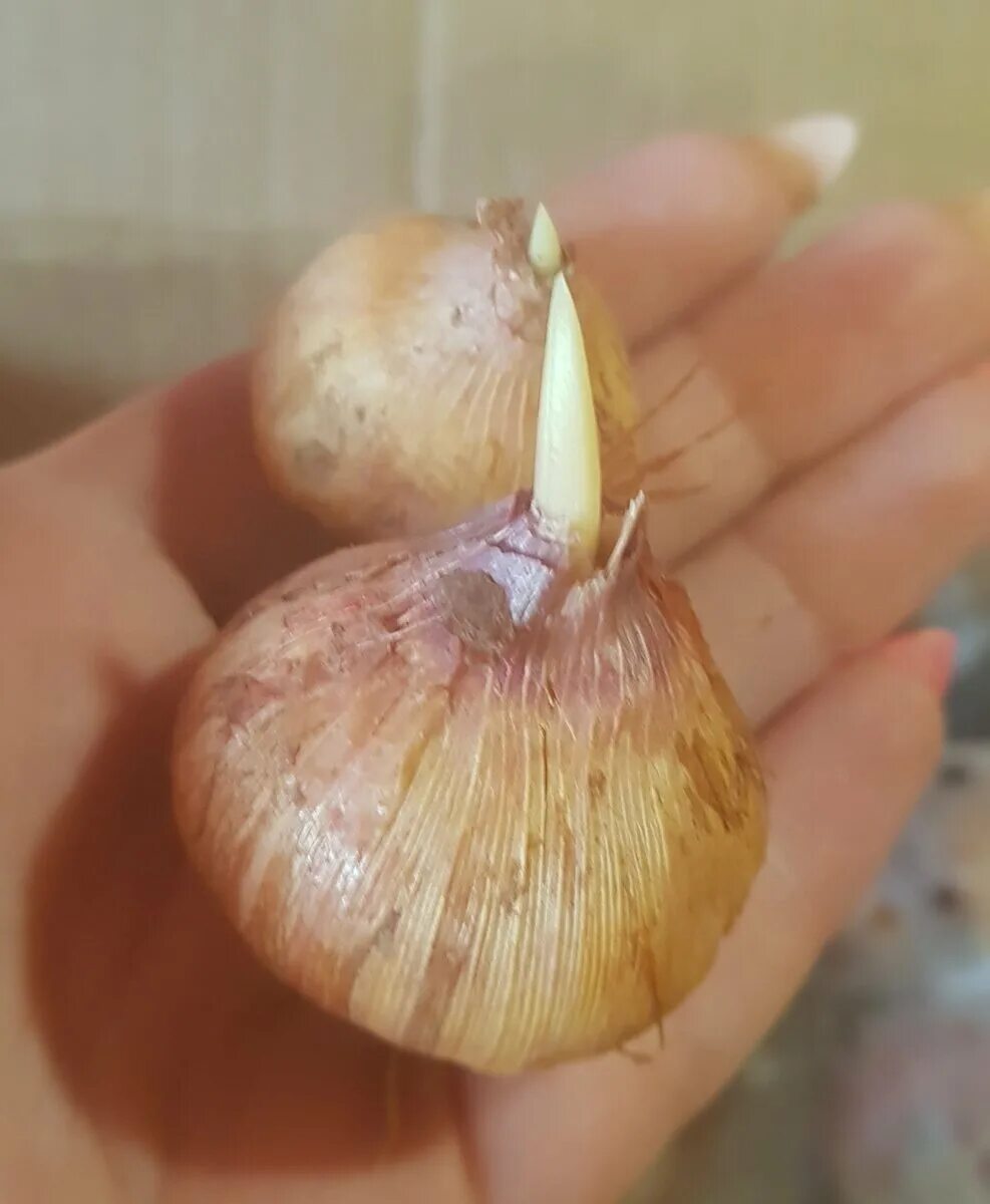 Пророщенные луковицы гладиолусов. Луковица гладиолуса. Луковицы наклюнулись гладиолусов. Луковица гладиолуса. Луковица гладиолуса.