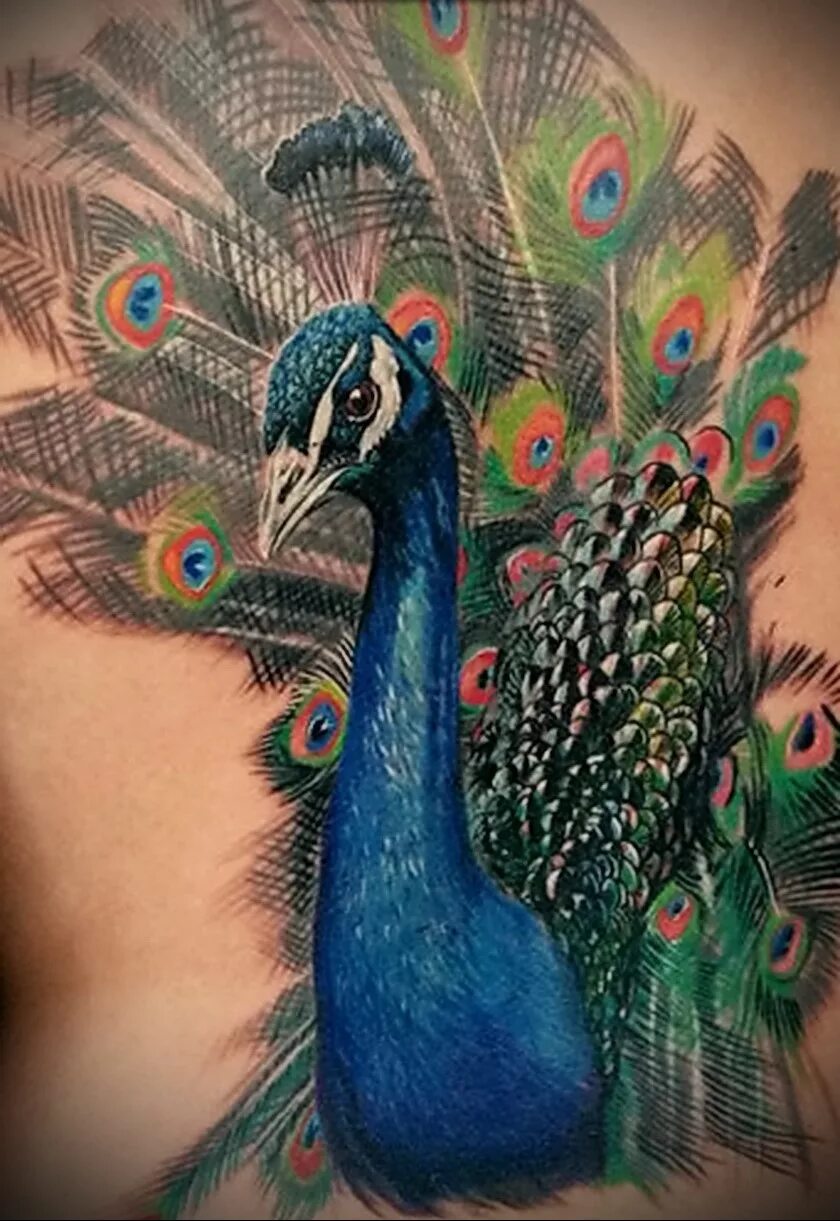 Тату павлин. Павлин значение. Тату женская павлин. Павлин символ бессмертия. Павлин узбекистан.