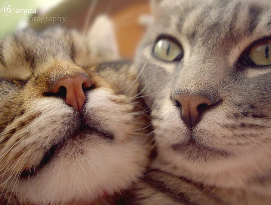 Котики на солнышке вместе. Котики рядом. Два кота сидят. Два котенка рядом. Два кота.