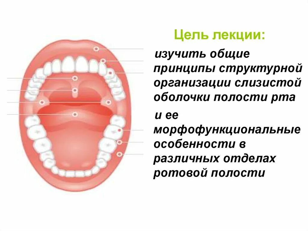 Изменения слизистой оболочки полости рта. Морфофункциональные особенности полости рта. Осмотр слизистой оболочки полости рта. Характеристика слизистой оболочки ротовой полости..