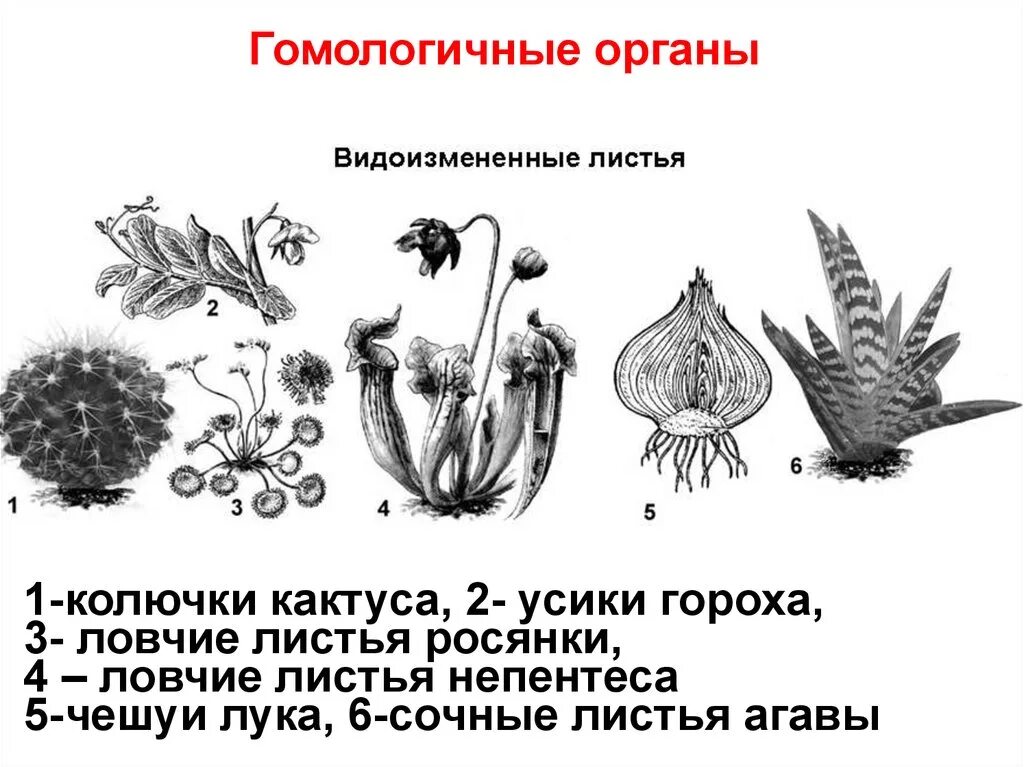 Схема видоизменения листьев. Метаморфозы листа таблица. Видоизмененные листья растений. Растения с видоизменёнными листьями.