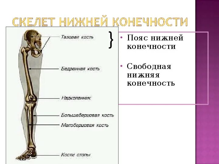 Нижние конечности являются. Скелет пояса нижних конечностей человека. Скелет пояса нижних конечностей тазовый пояс. Кости скелета свободной нижней конечности человека. Скелет тазового пояса и свободной нижней конечности.
