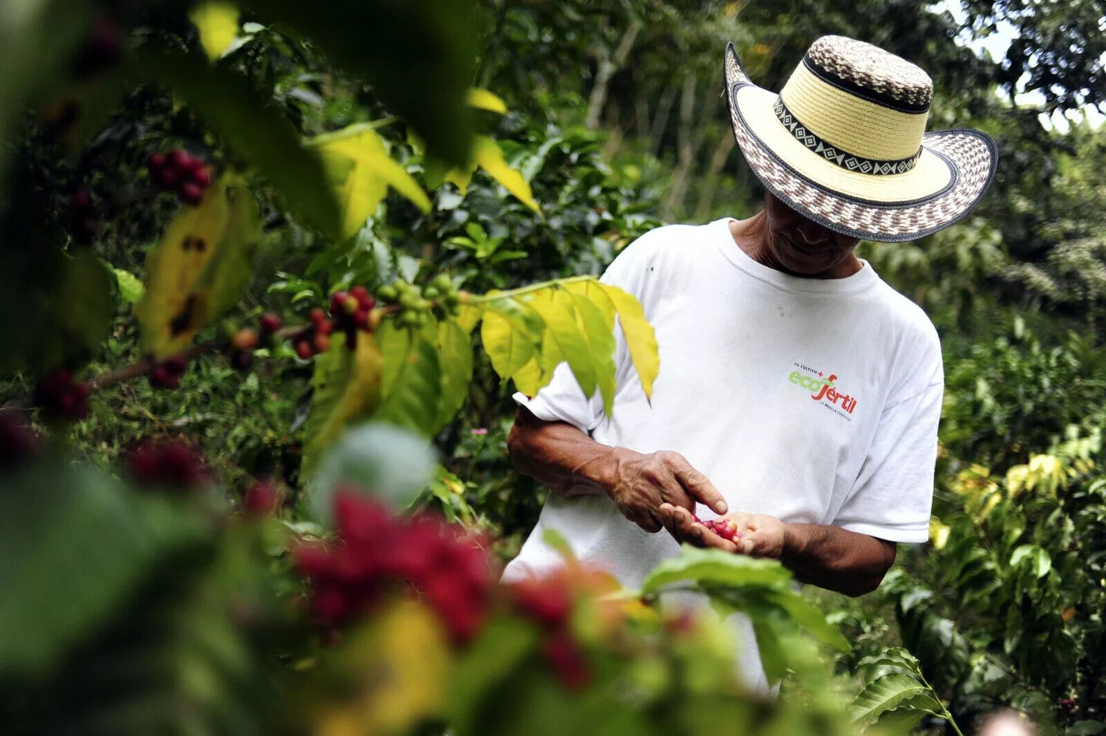 Колумбия страна кофе. Гондурас плантации кофе. Колумбия кофейные плантации. Плантации кофе в Колумбии. Plantation Peru кофе.