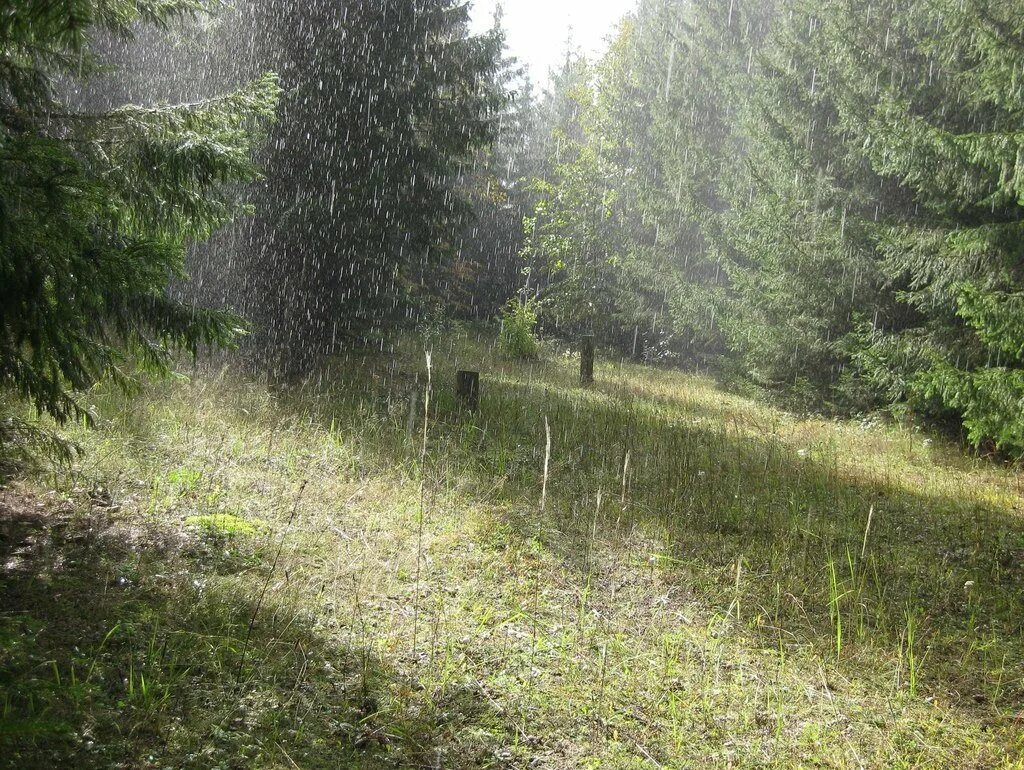 Грибной дождь. Лес после дождя. Дождь в лесу. Грибной дождь в лесу. Дождь в лесу описание