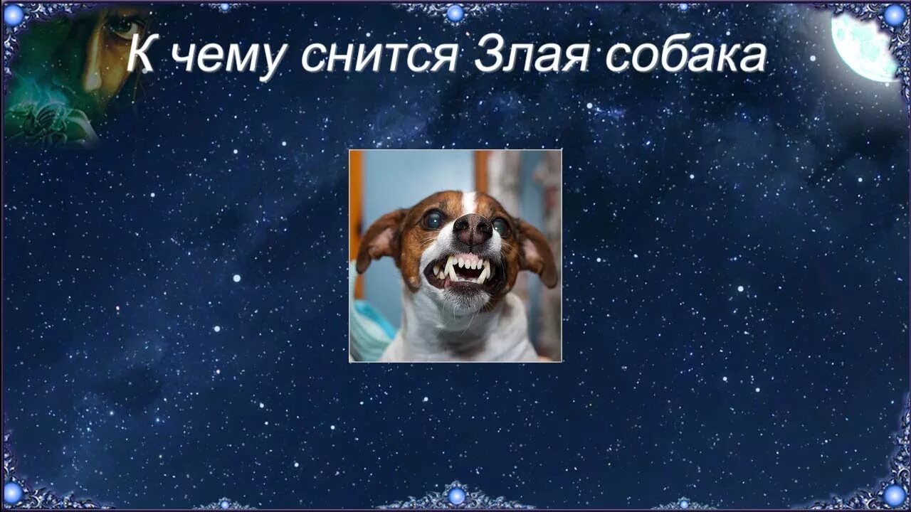 Во сне собака злая накинулась. К чему снится породистая собака. К чему снится собака. К чему снится собака женщине большая злая. К чему снятся собаки девушке незамужней.
