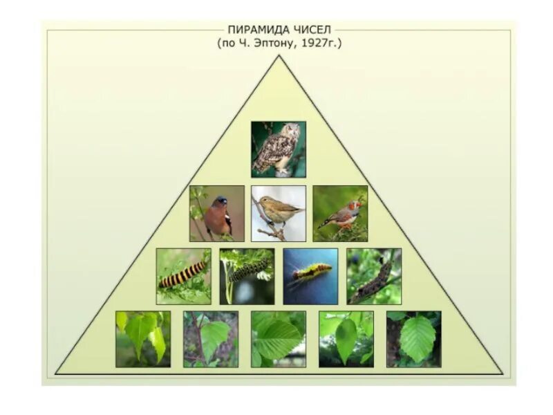 Пирамиды биология 11 класс. Экологическая пирамида. Пищевые пирамиды в экологии. Экологическая пирамида смешанный лес. Экологическая пирамида в лесу.