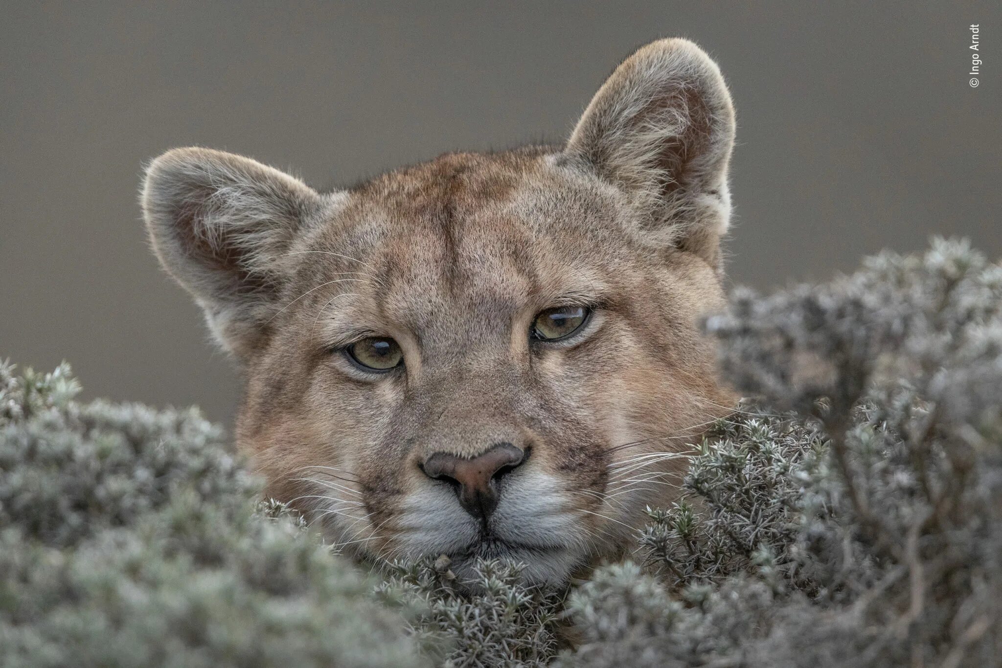 Wildlife photos. Пума. Красивые животные. Дикие звери. Лучшие снимки дикой природы.