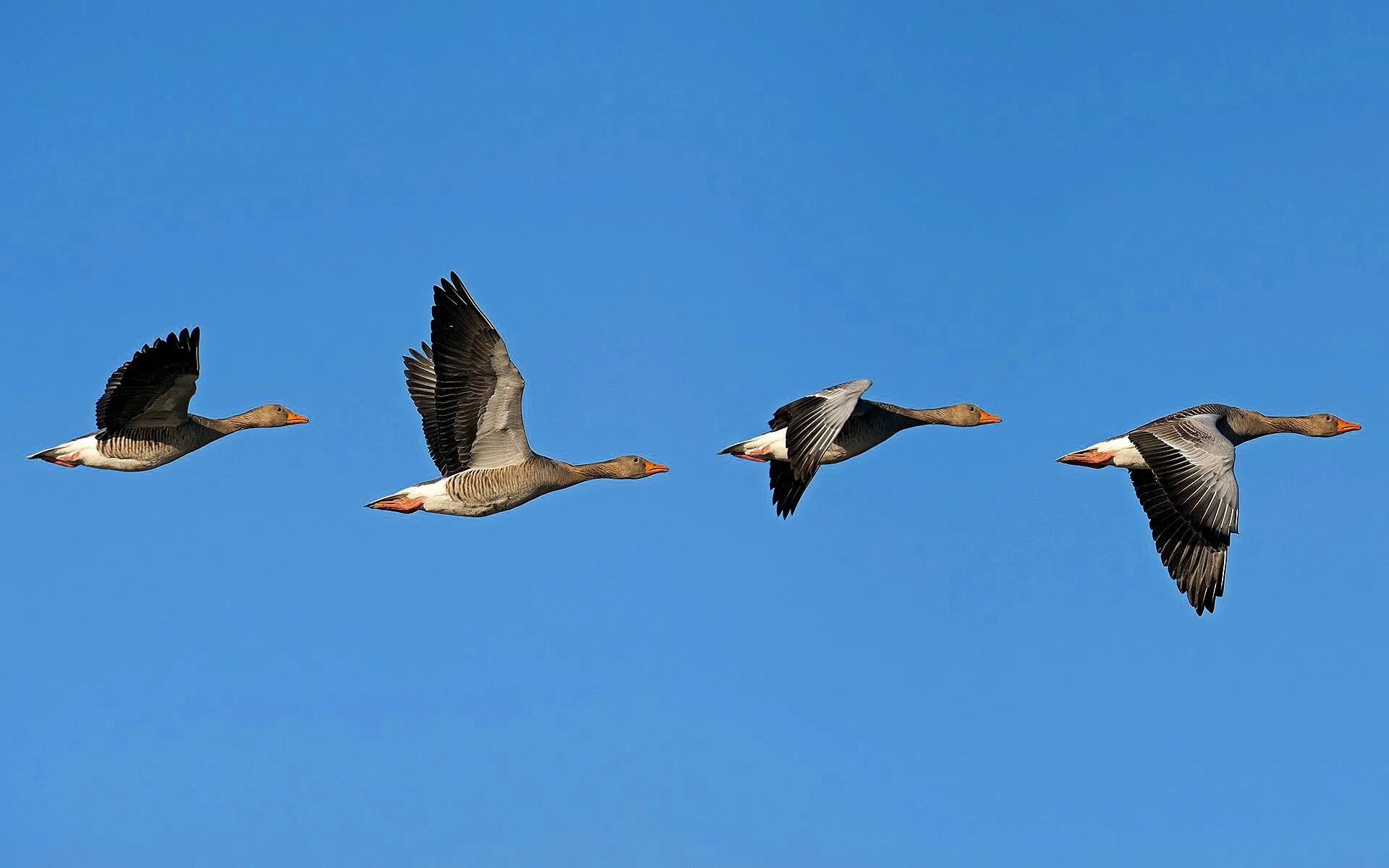 Стадо гусей. Летит стая гусей один впереди два позади. Стая диких гусей. Стая гусей. Стая гусей со связью согласование.