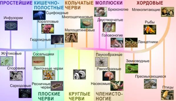 Основные этапы развития животных 8 класс. Основные этапы развития животных. Основные этапы развития животных на земле.