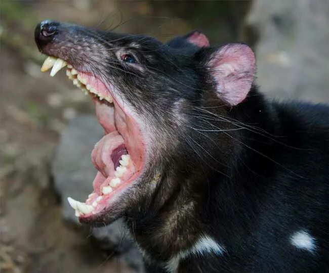 Крик крысы. Тасманийский дьявол. Тасманийский дьявол сумчатое животное. Тасманийский дьявол челюсти. Тасманийский дьявол зубы.