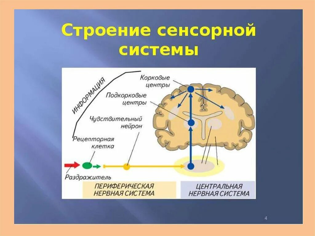 Структуры и отделы сенсорной системы человека. Схема строения сенсорной системы. строение сенсорной системы человека. схема сенсорной системы анализатора. строение сенсорных систем анализаторов.