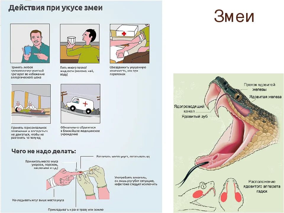 Укус ядовитой гадюки признаки. Оказание первой помощи при отравлениях и укусах змей. Симптомы укуса неядовитой змеи. Первая помощь при укусе ядовитой и неядовитой змеи. Укусила змея помощь