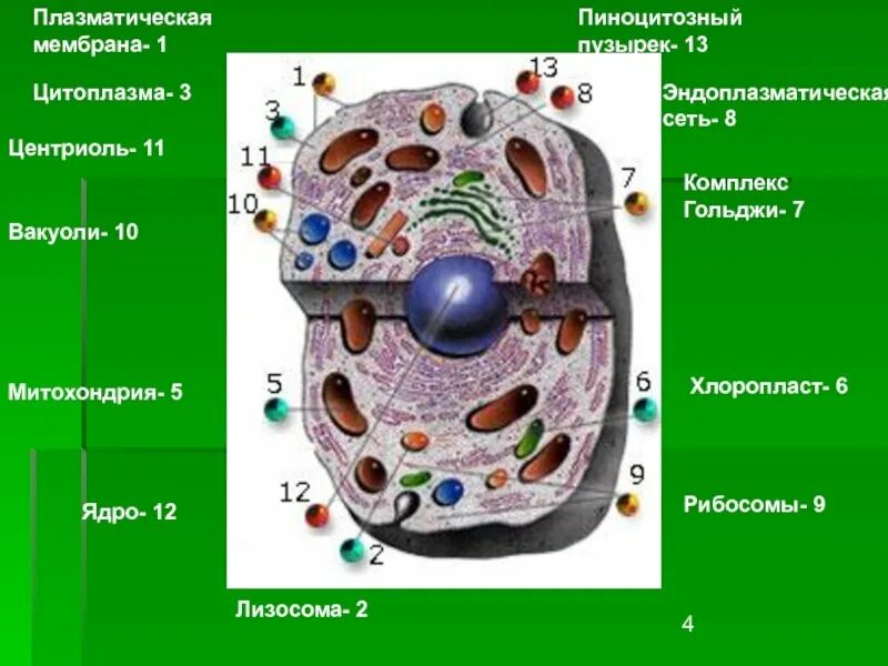 Эукариотическая клетка плазматическая мембрана. Цитоплазматическая мембрана митохондрии. Клеточная мембрана цитоплазма ядро рибосомы митохондрии. Строение клетки мембрана цитоплазма органоиды ядро. Митохондрии, рибосомы, комплекс Гольджи, лизосомы, клеточный центр.