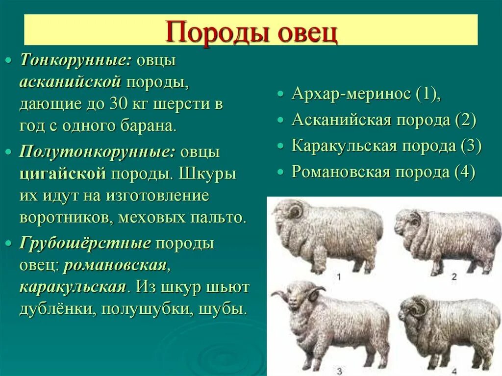 Виды содержания овец. Тонкорунные шерстные породы овец. породы овец тонкорунные полутонкорунные грубошерстные. мериносы порода овец характеристика. породы овец тонкорунные полутонкорунные полугрубошерстные таблица.
