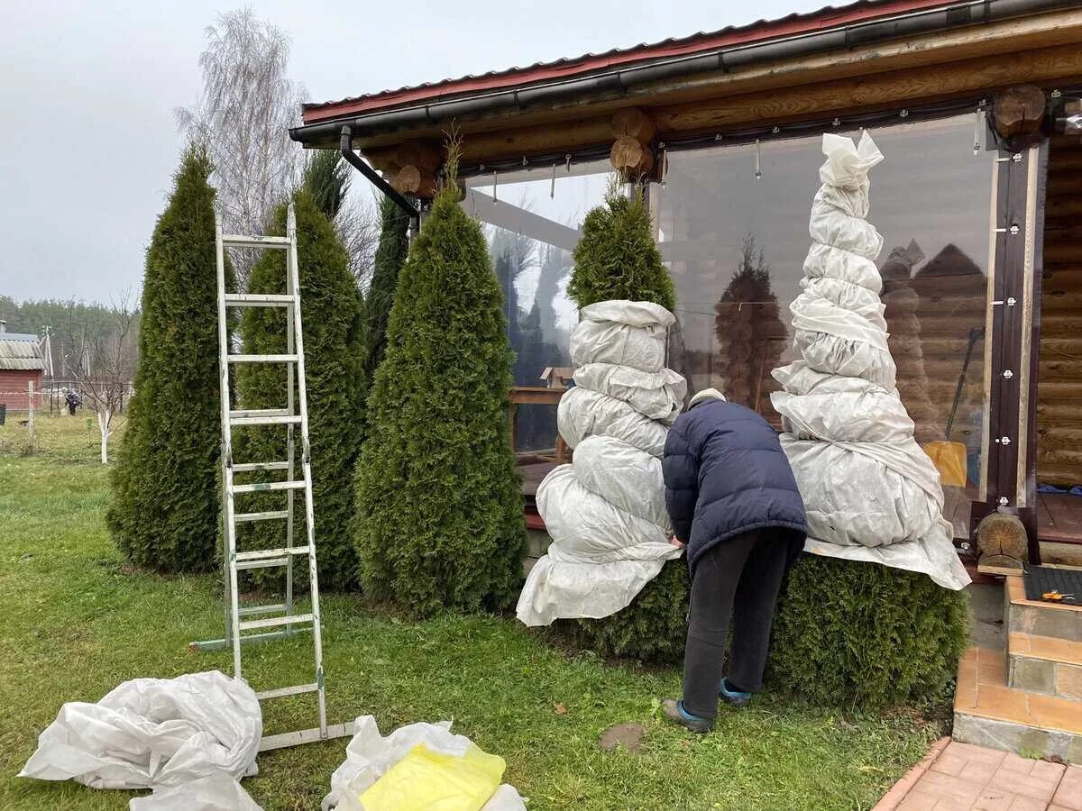 Когда снимать укрытие с туи. Укрытие туи Смарагд на зиму. Туя Брабант укрытия. Зимнее укрытие туи затеняющей. Туя Брабант зимой.