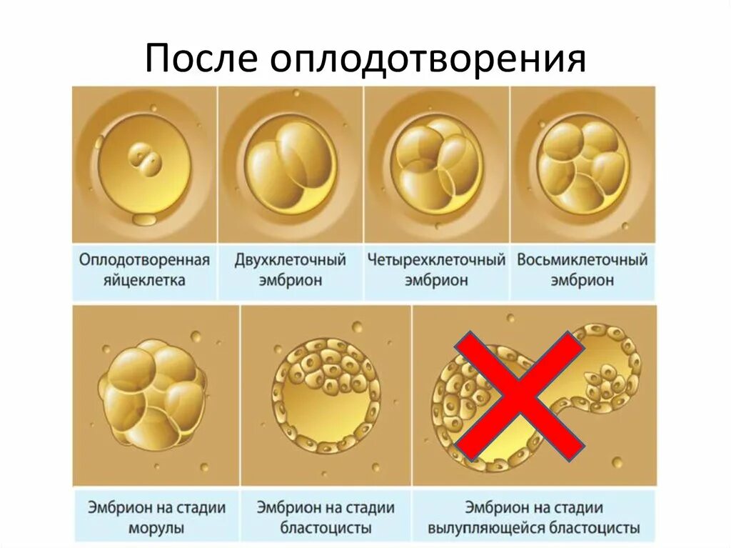 Сколько эмбрионов форум. Этапы развития оплодотворенной яйцеклетки по дням. Деление яйцеклетки после оплодотворения. Стадии развития яйцеклетки после оплодотворения. Стадии развития оплодотворенной яйцеклетки.