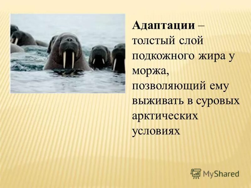 Адаптации моржа. Морж морфологические адаптации. Поведенческие адаптации моржа. Физиологическая адаптация моржа.