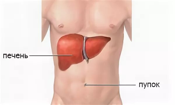 Ниже селезенки. Где находится печень у человека. Расположение печени у человека фото.