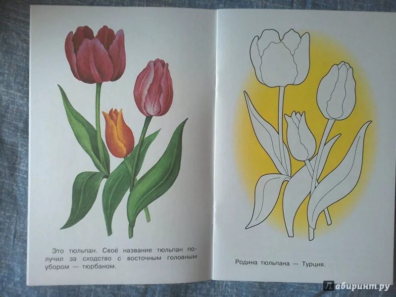 Растения из красной книги нарисовать