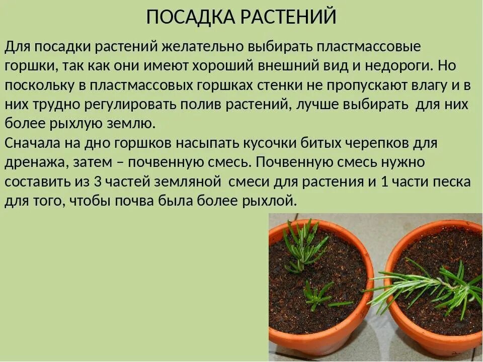 Условия содержания комнатного растения. Правило посадки комнатных растений. Процесс посадки комнатных растений. Порядок высаживания растений. Посев и посадка цветочных растений.