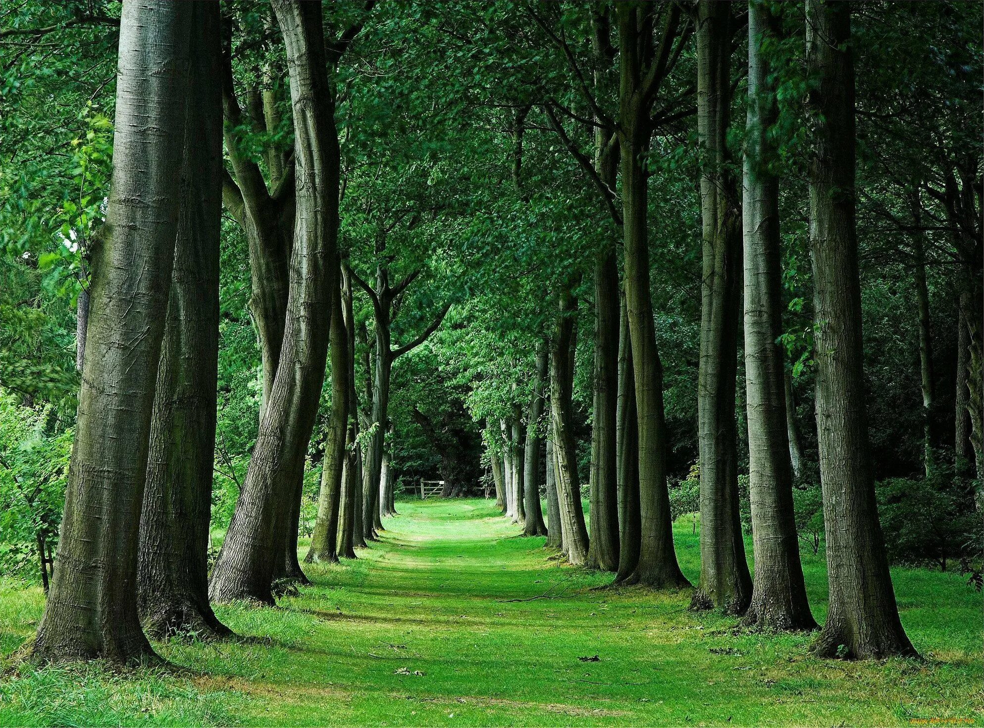 Тополь итальянский пирамидальный. Тополь пирамидальный серебристый. Павловский парк тройная липовая аллея. Лес стволы деревьев. Терак дарахти.