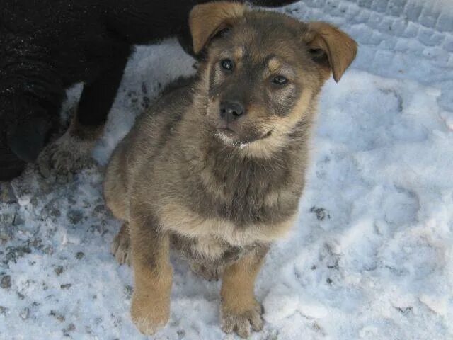 Щенки кавказца в хорошие руки. Породистые собаки ищут дом. Щенок двори 3 месяца. Отдам щенка в добрые руки. Взять щенка крупной.