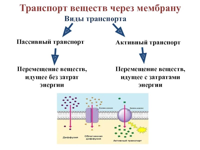 Какой вид мембранного транспорта показан на рисунке. Мембранный транспорт пассивный активный облегченный. Что такое активный, пассивный транспорт через клеточную мембрану?. Пассивный и активный транспорт веществ через мембранные структуры. Активный транспорт веществ через мембрану клетки.