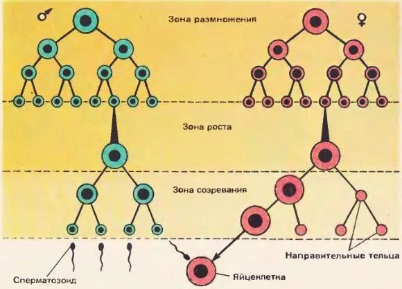 Процесс в зоне размножения