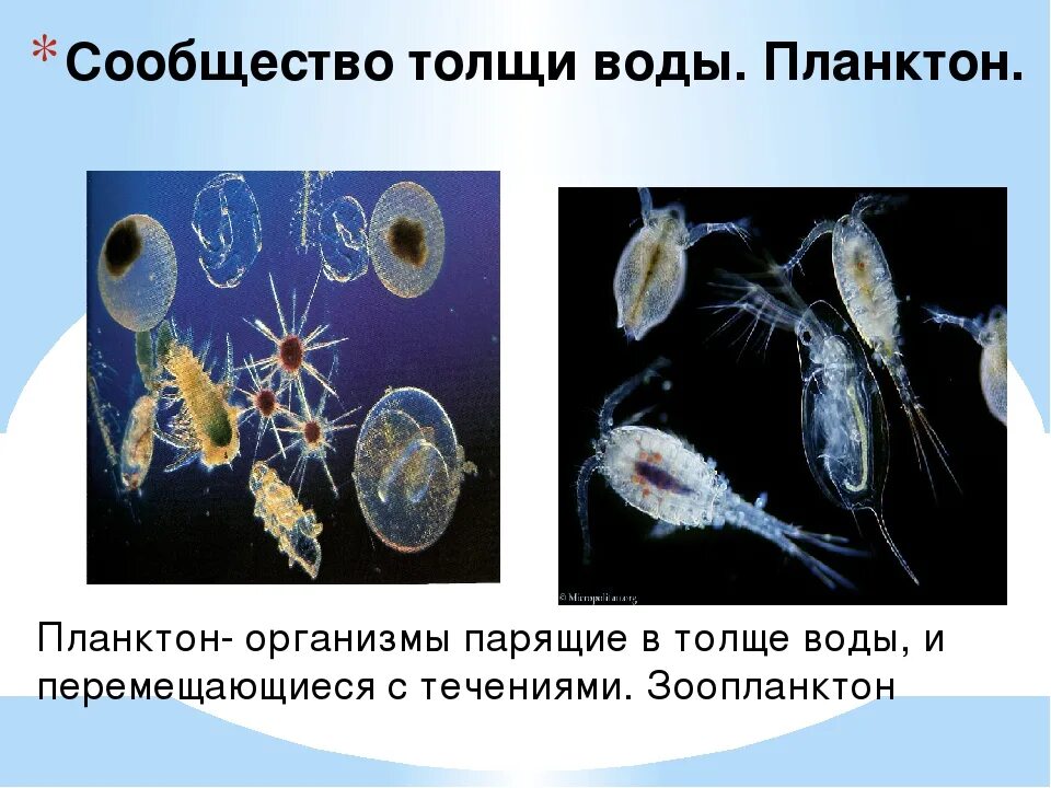 Планктон зоопланктон. Организмы в толще воды. Организмы обитающие в толще воды. Планктон это в биологии.