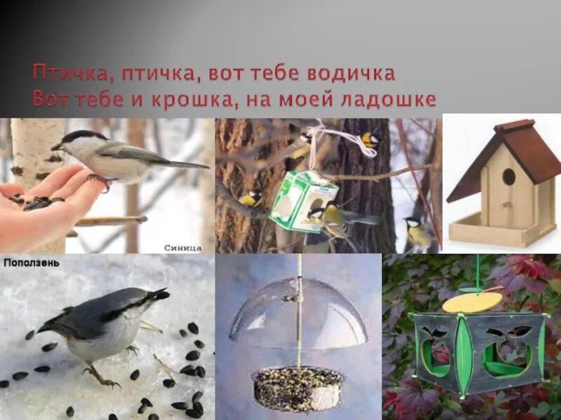 Как зимой помочь птицам 1 класс окружающий. Помощь птицам в зимнее время. поможем животным и птицам зимой. как помочь птицам. как люди помогают птицам зимой.