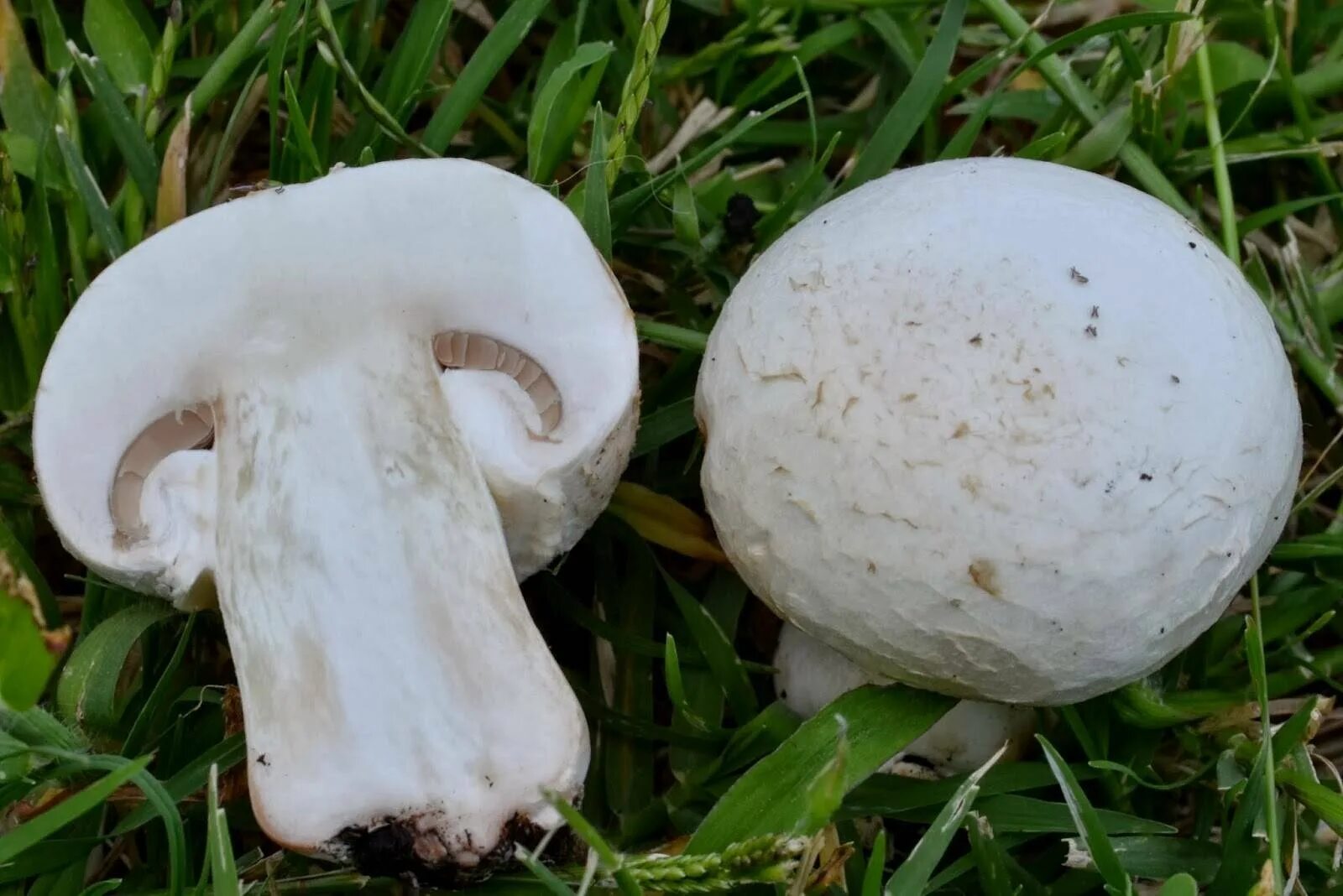 Шампиньон относится к съедобным. Шампиньон Луговой Agaricus Campestris. Шампиньон двуспоровый (Agaricus bisporus). Шампиньон полевой Agaricus arvensis. Шампиньон Лесной (Agaricus sylvaticus).