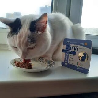 Jarvi обзор корма