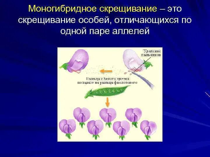 Моногибридное скрещивание это