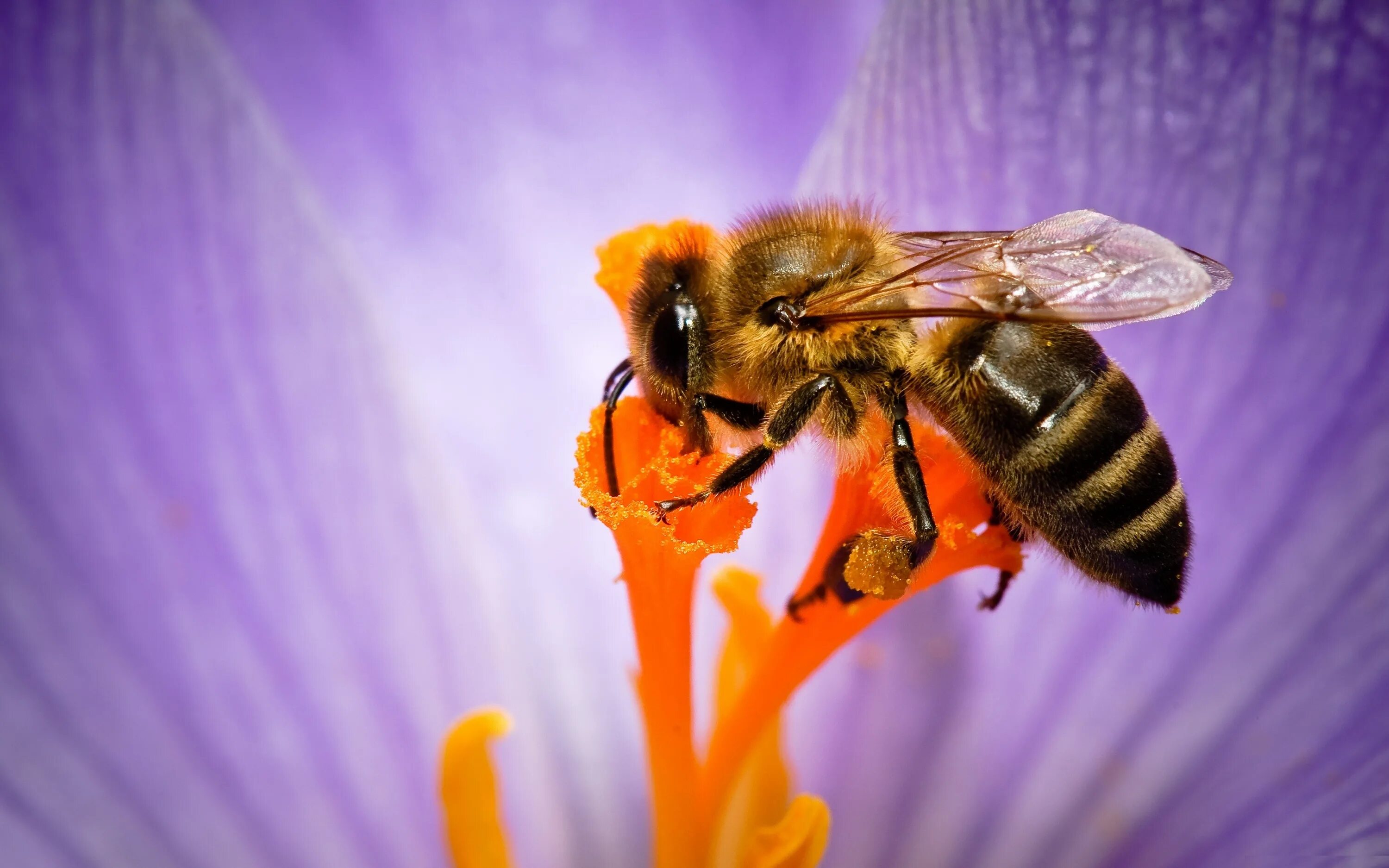Пчела опыляет цветущие растения. Медоносные цветы для пчел. Пчелы медоносные насекомые. Опыление насекомыми Шмель. Нектар и пыльца цветов