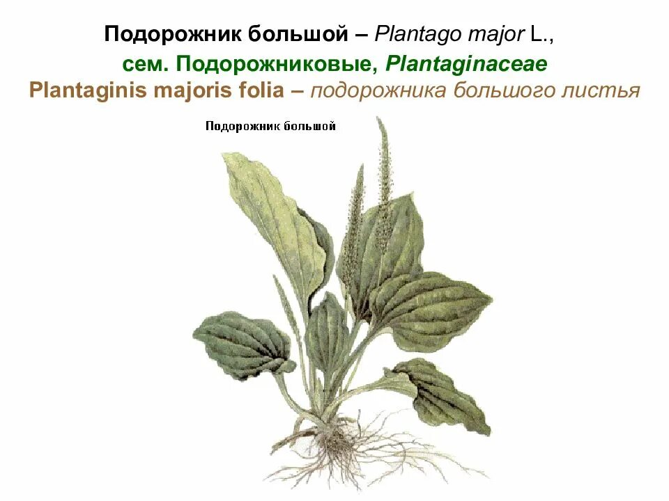 Подорожник нашли. Подорожник большой Plantágo Májor. Подорожник большой (Plantago Major l.). Корневище подорожника. Подорожник большой корневая система.