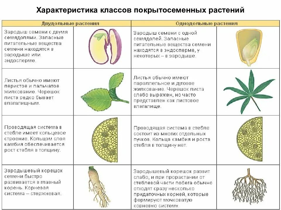 Покрытосеменные имеют плоды. Признаки однодольных и двудольных. Признаки однодольных и двудольных растений. Признак характерный для класса однодольных растений. Признаки двудольных растений таблица.