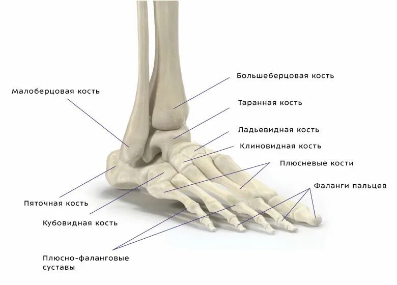 Название частей стопы. Кости голеностопа человека анатомия. Плюсневые кости стопы анатомия. Клиновидная кость стопы строение. Медиальная клиновидная кость стопы.