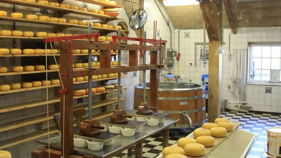 Завод сыра. Открыть сыроварню. Сыры производство. Производство сыра. Открыть сыроварню.