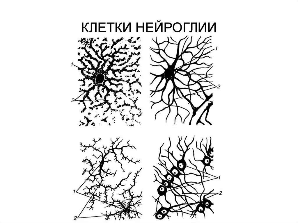 Глиальные клетки нервной ткани рисунок. Глиальные клетки строение. Нервная ткань рисунок глия. Типы клеток нейроглии на рисунке.