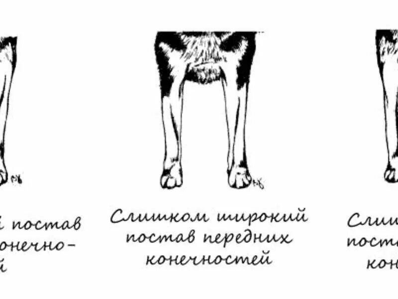 5 лап у собаки. Постав задних конечностей у собак. Размет конечностей у собак. Постав передних конечностей вид спереди. Размет передних лап у алабая.