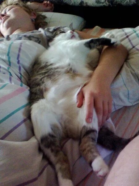 Почему кот ложится на живот. Кот спит на спине. кот спит на животе. котенок уснул на груди. спящий кот на груди.