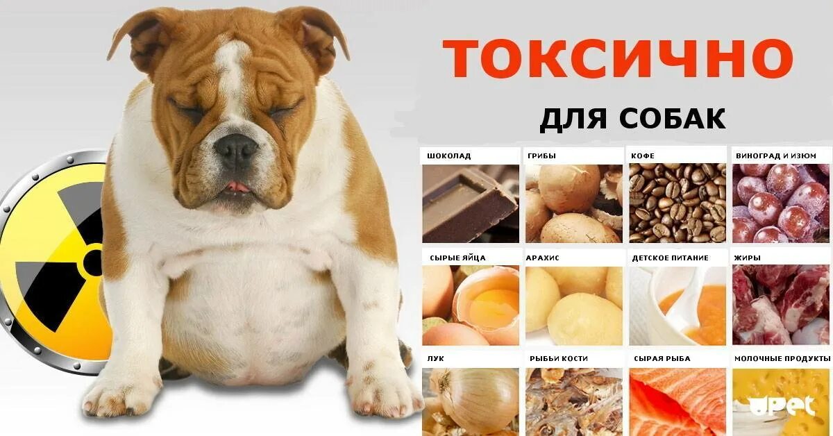 Что нельзя давать собакам. Собака с вредной едой. Запрещенные продукты для собак. Вредные продукты для собак. Можна давать