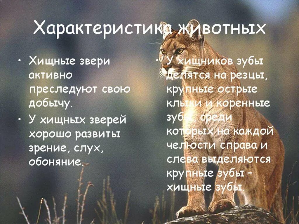 Животные характеристика людей