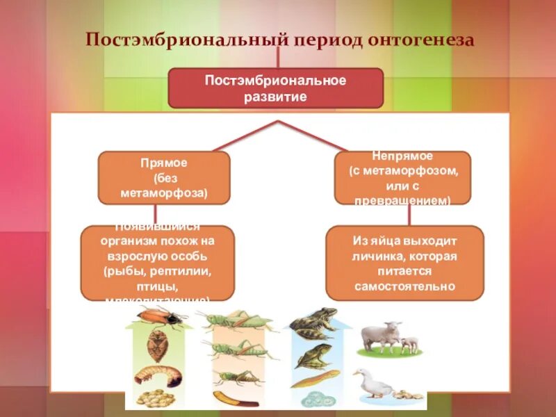 Типы постэмбрионального развития схема. Типы постэмбрионального развития животных схема. Этапы развития прямого постэмбрионального развития. Постэмбриональное развитие организмов схема.