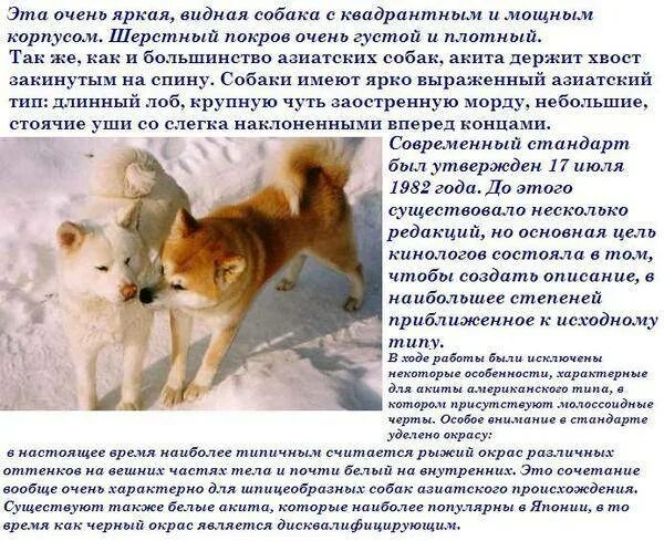 Акита характеристика породы плюсы и минусы. Сиба ину. Американская акита собака характеристика. Американская акита и сиба ину. Акита характеристика породы плюсы и минусы.