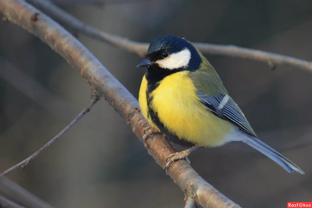 зеленоспинная синица. синица биология. синица московка и лазоревка. большая синица фото. виды синиц лазоревка.