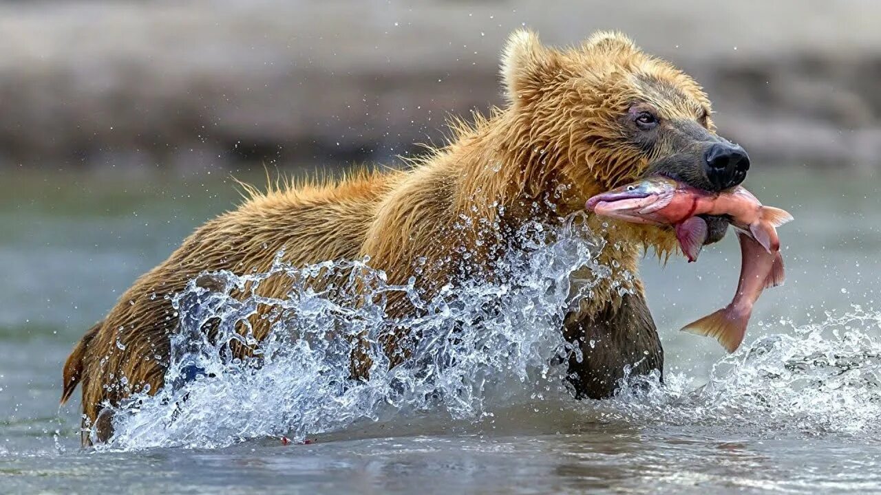 #animal #aquatic #brown #eye #eyes #face #lion #mammal #marine #nose #royalty fr